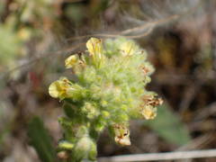 Teucrium rouyanum