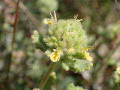 Teucrium rouyanum