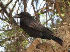 Corvus capensis capensis