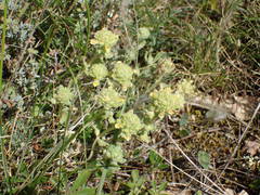 Teucrium rouyanum