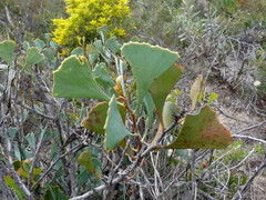Hakea flabellifolia