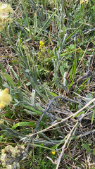 Helichrysum arenarium