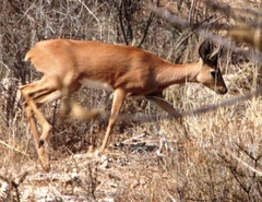 Raphicerus campestris steinhardti