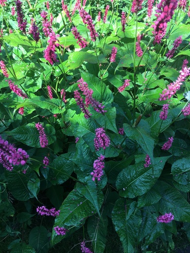Persicaria amplexicaulis iNat (2)