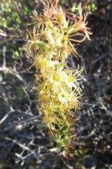 Holothrix grandiflora