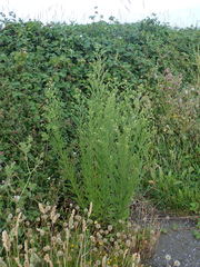 Erigeron sumatrensis