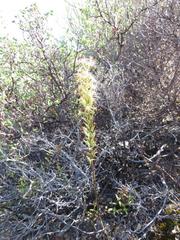 Holothrix grandiflora