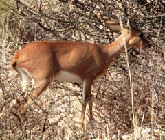 Raphicerus campestris steinhardti