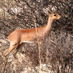 Raphicerus campestris steinhardti