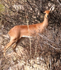Raphicerus campestris steinhardti