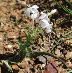 Lapeirousia pyramidalis pyramidalis