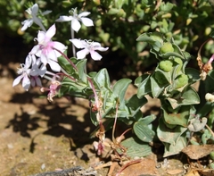 Lapeirousia pyramidalis pyramidalis