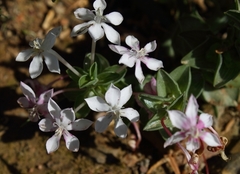 Lapeirousia pyramidalis pyramidalis