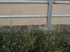 Elymus athericus