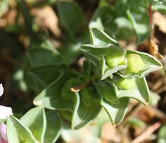 Lapeirousia pyramidalis pyramidalis