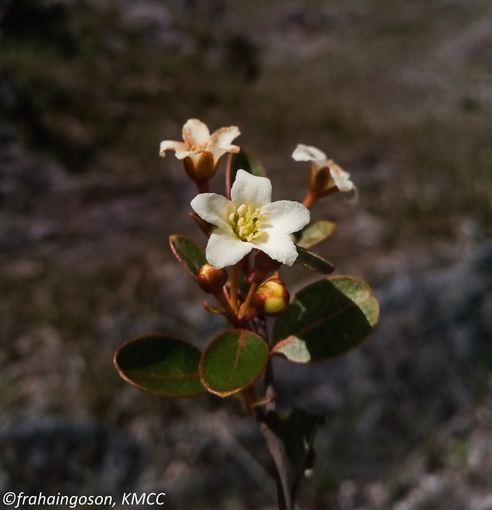 Philgamia