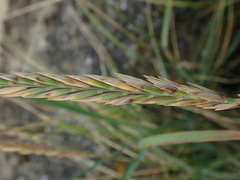 Elymus athericus