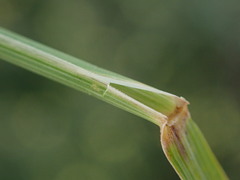 Elymus athericus