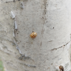 Halyzia sedecimguttata