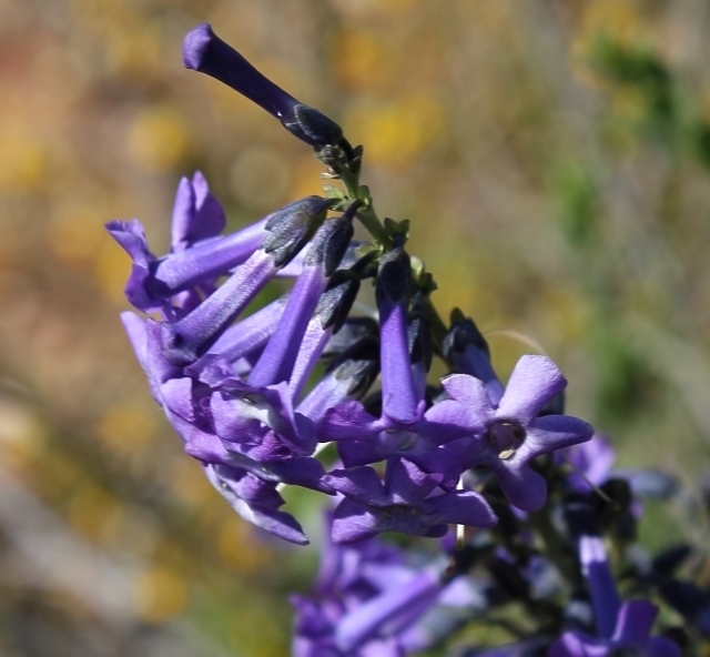 Purple Bellbush