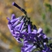 Purple Bellbush - Photo (c) Marion Maclean, some rights reserved (CC BY-NC), uploaded by Marion Maclean