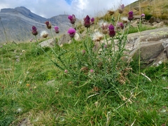 Carduus defloratus carlinifolius
