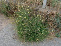 Diplotaxis tenuifolia