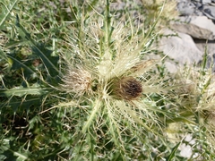 Cirsium glabrum