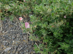 Ononis spinosa procurrens