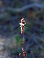 Caladenia pachychila