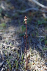 Caladenia pachychila
