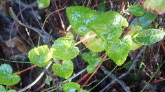 Acalypha capensis