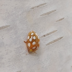 Halyzia sedecimguttata