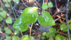 Acalypha capensis