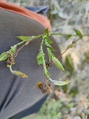 Tragopogon ucrainicus