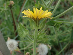 Helminthotheca echioides