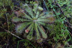 Drosera