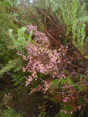 Erica gracilis