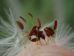 Helminthotheca echioides