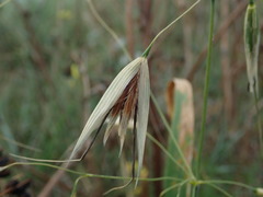 Avena fatua