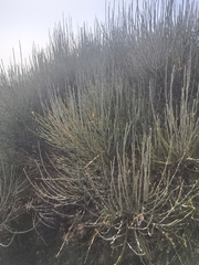 Genista benehoavensis