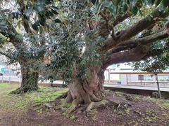 Castanopsis cuspidata