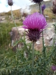 Carduus defloratus carlinifolius