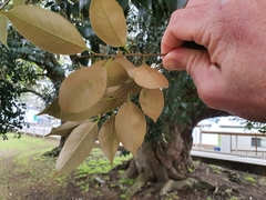 Castanopsis cuspidata