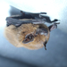 Finlayson's Cave Bat - Photo (c) Adam Yates, some rights reserved (CC BY-NC), uploaded by Adam Yates