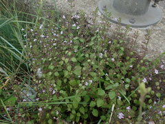 Clinopodium nepeta