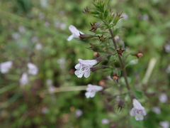 Clinopodium nepeta
