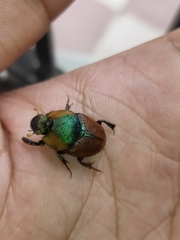 Proagoderus pactolus