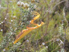 Paramantis sacra