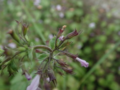 Clinopodium nepeta